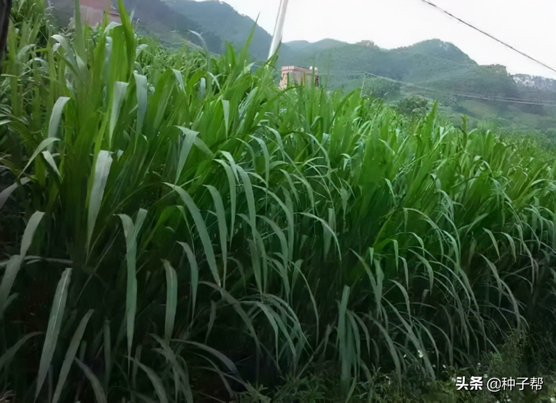 Plantation techniques