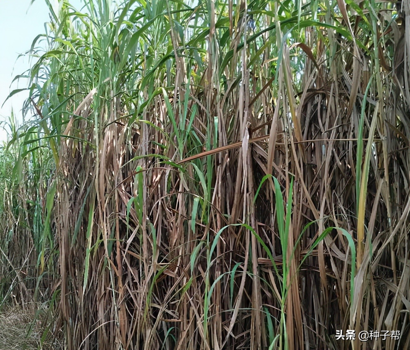 Plantation techniques