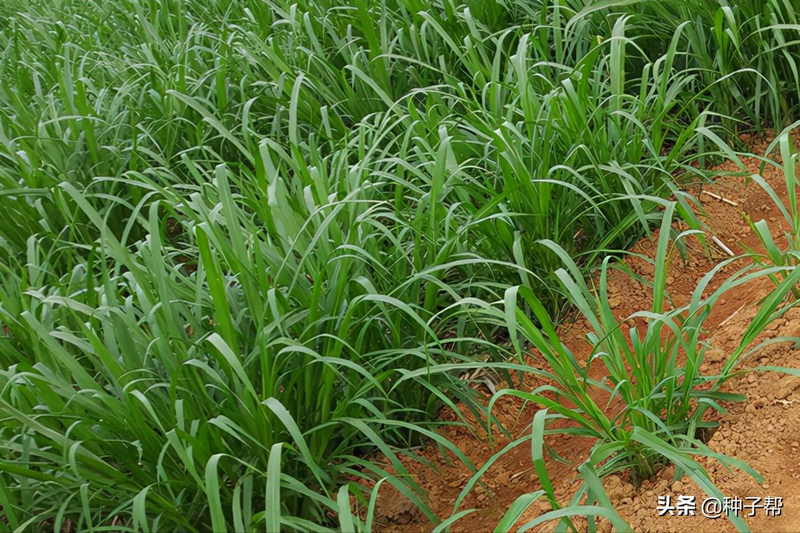 Plantation techniques