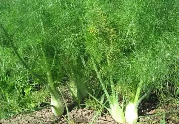 The technology and time of thorium cultivation