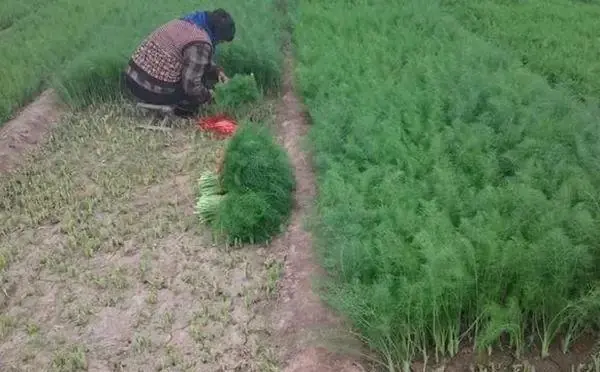 The technology and time of thorium cultivation