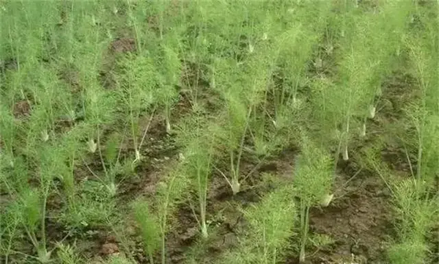 The technology and time of thorium cultivation