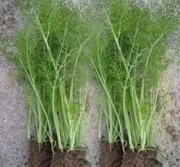 The technology and time of thorium cultivation