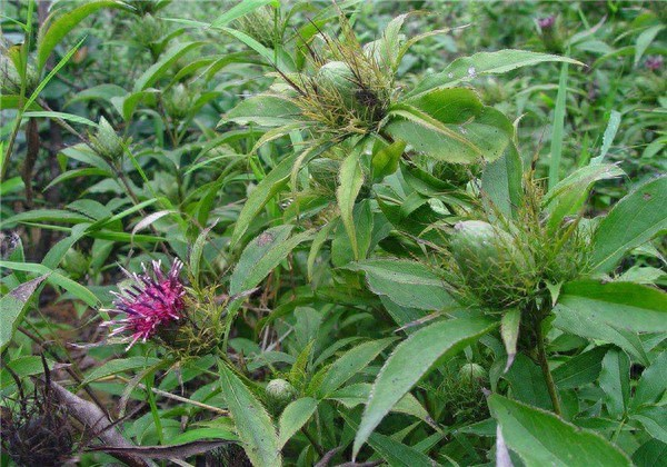 白术民种植中药材，田间管理不容忽视，这样才能有效提高经济效益