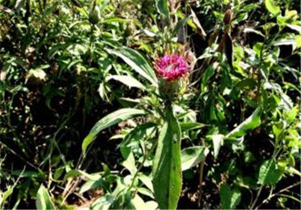 改良白术种植技术