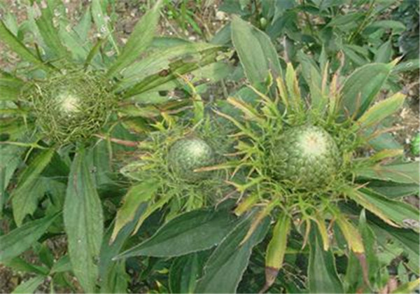 改良白术种植技术