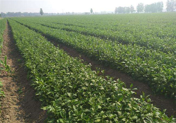 改良白术种植技术