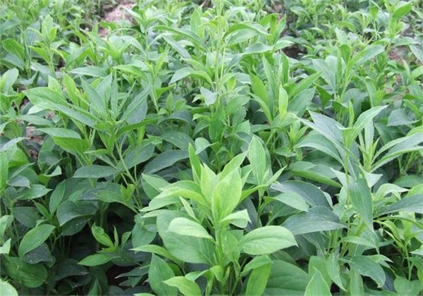 改良白术种植技术