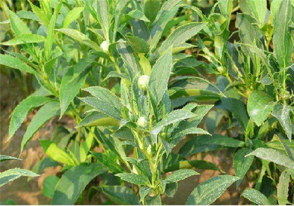 改良白术种植技术