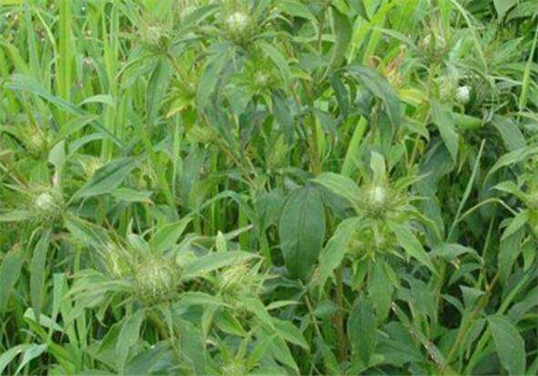 改良白术种植技术