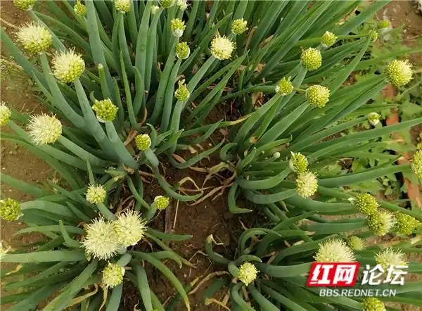 青菜的种植方法