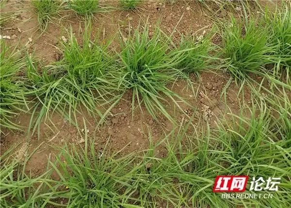 青菜的种植方法