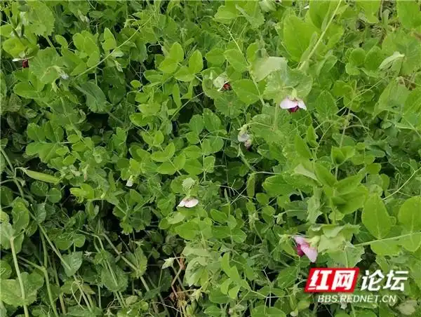 青菜的种植方法