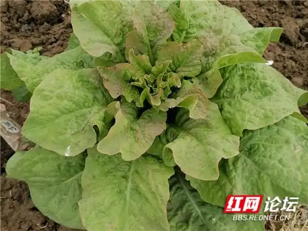 青菜的种植方法