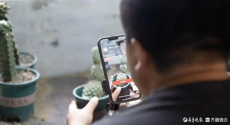 仙人球的种植方法