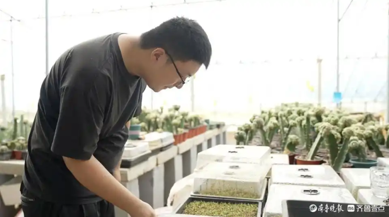 仙人球的种植方法