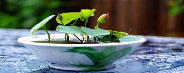 The way to grow a bowl of lotus