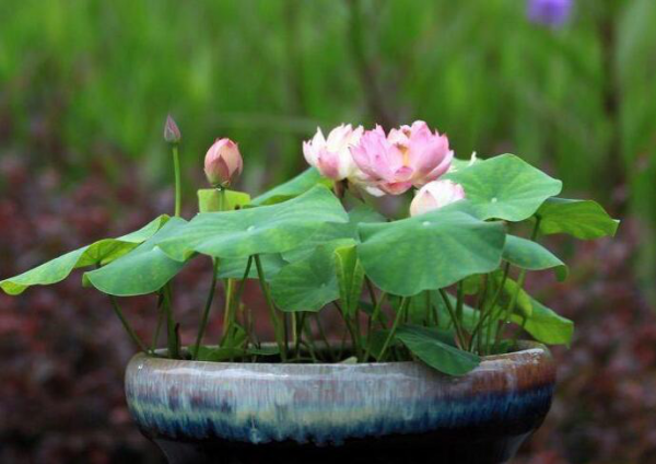 The way to grow a bowl of lotus