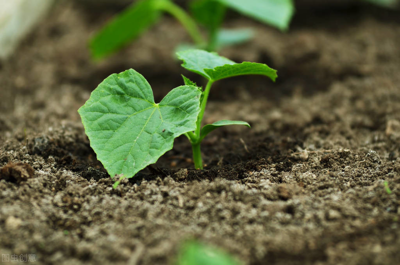 秋冬大棚黄瓜种植技术
