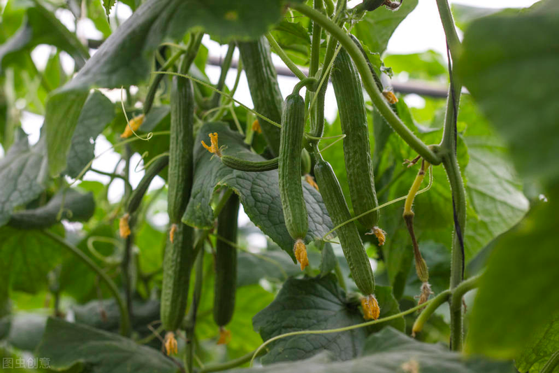 秋冬大棚黄瓜种植技术