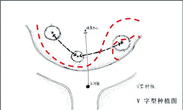 景观树的种植技术