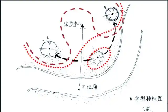 景观树的种植技术