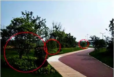 景观树的种植技术