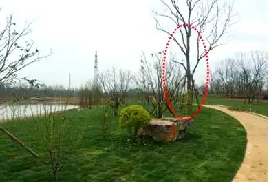 景观树的种植技术