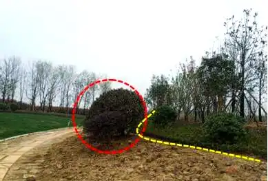 景观树的种植技术