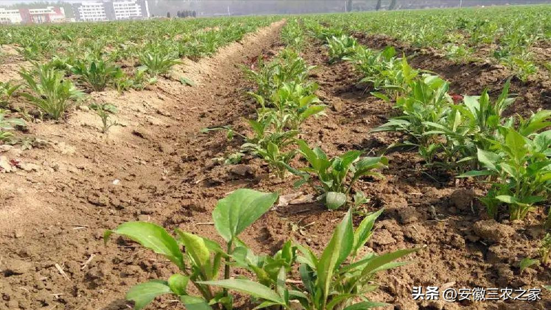 改良白术种植技术