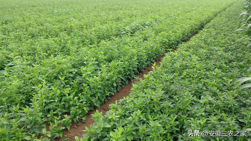 改良白术种植技术