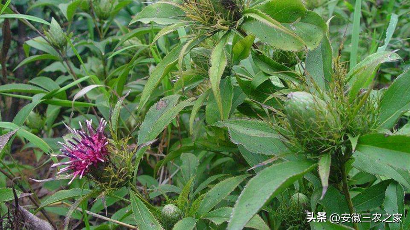 改良白术种植技术