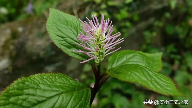 改良白术种植技术