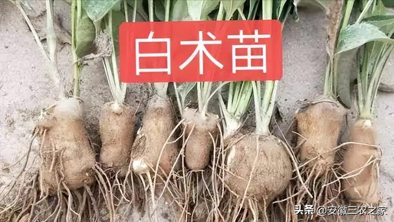 改良白术种植技术