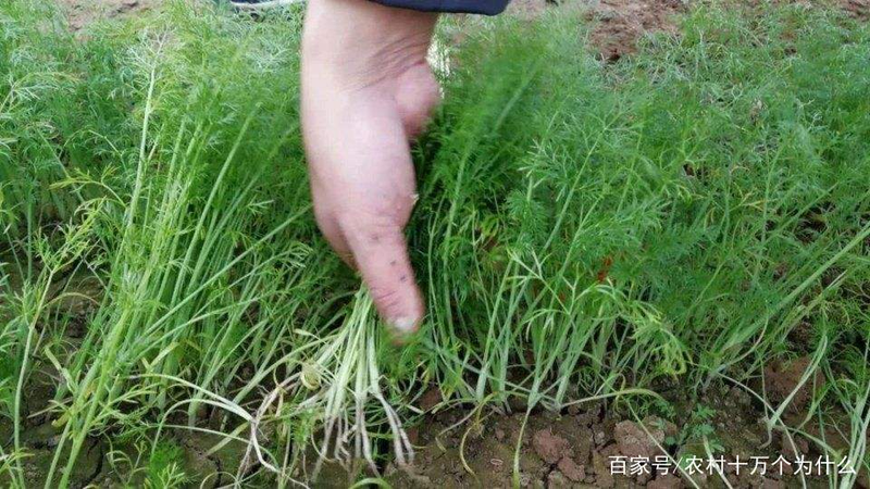 大茴香种植技术和时间