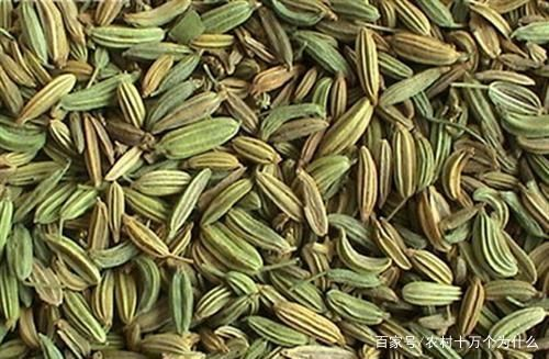 大茴香种植技术和时间