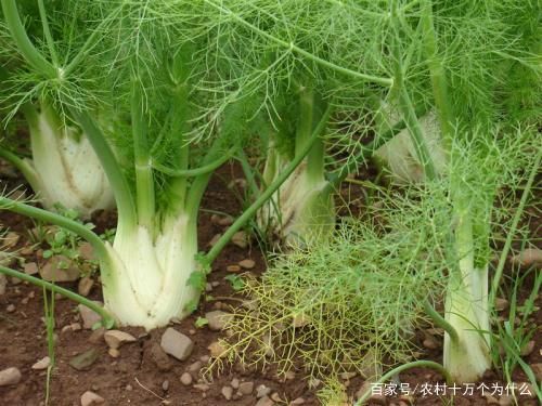 大茴香种植技术和时间