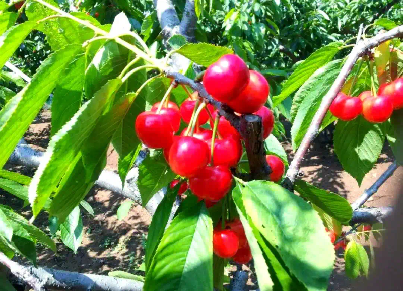 矮化樱桃种植技术