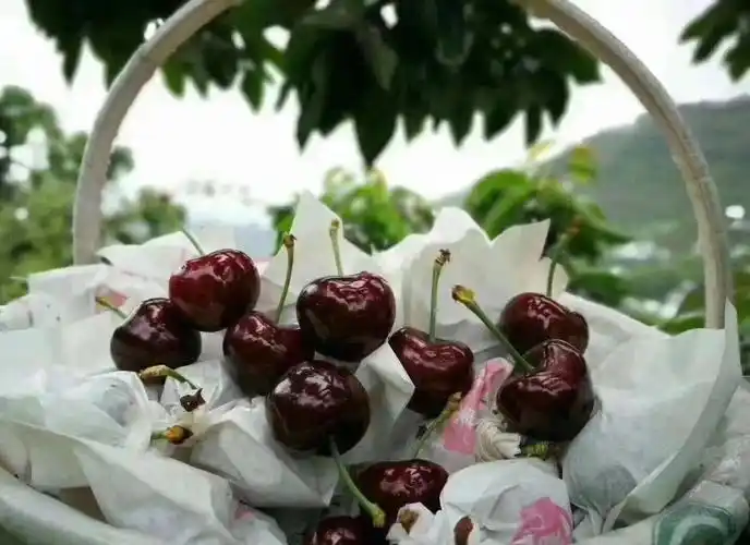 矮化樱桃种植技术