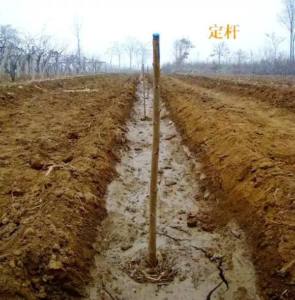 矮化樱桃种植技术