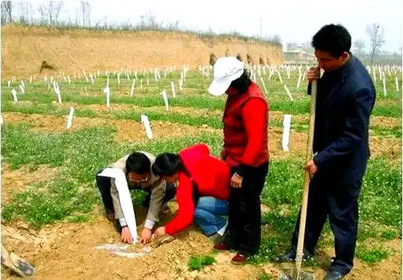 矮化樱桃种植技术