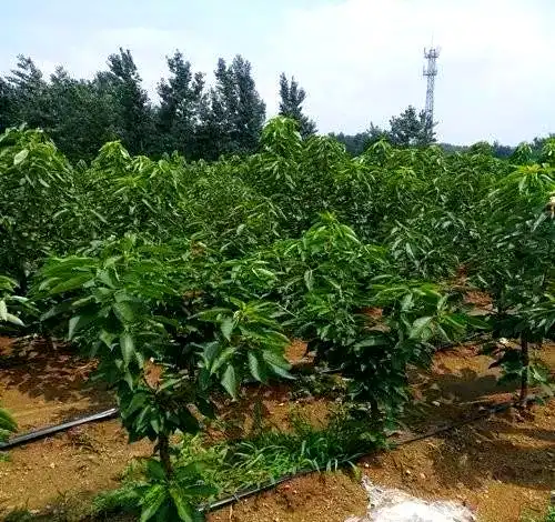 矮化樱桃种植技术