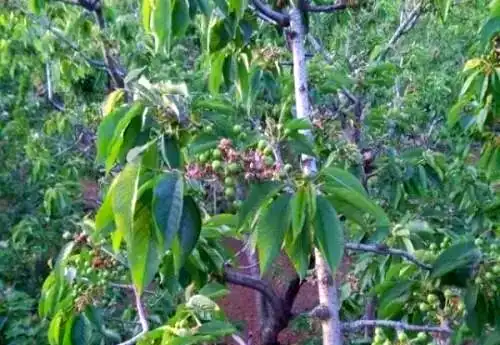 矮化樱桃种植技术