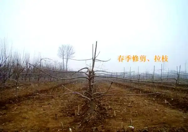 矮化樱桃种植技术