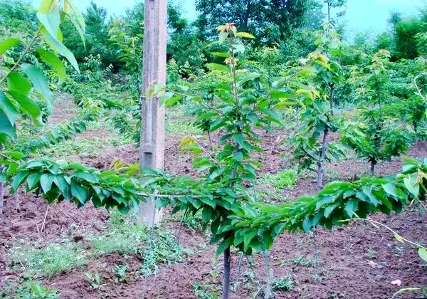 矮化樱桃种植技术