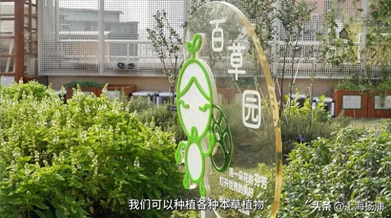 阳台种金银花种植方法