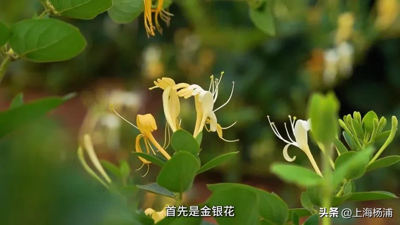 阳台种金银花种植方法