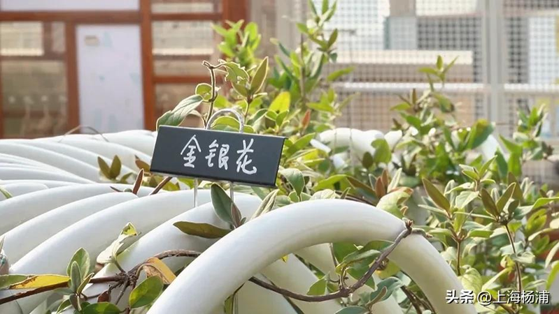 阳台种金银花种植方法