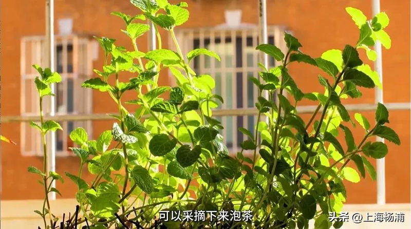 阳台种金银花种植方法