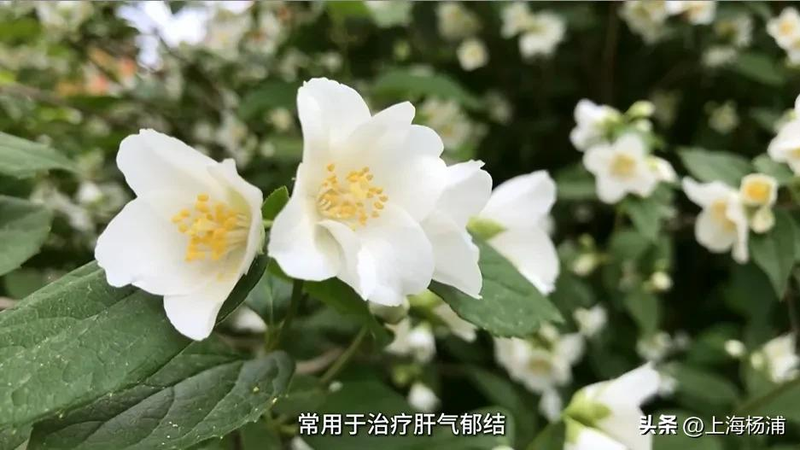 阳台种金银花种植方法